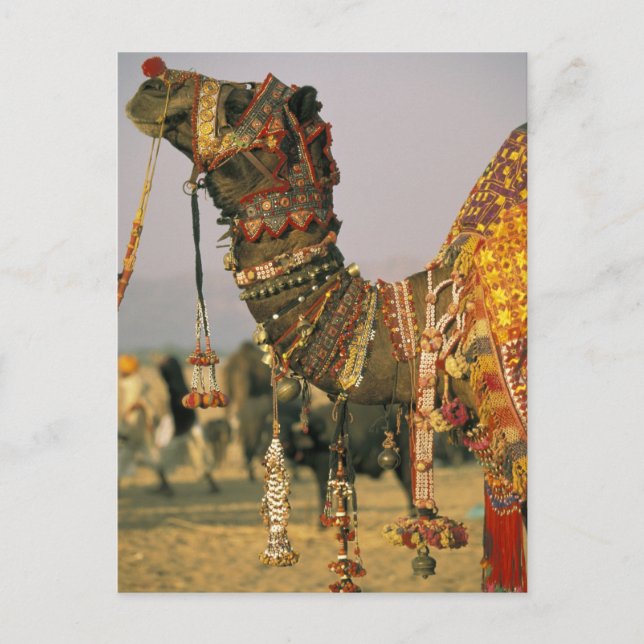 Asia, India, Pushkar. Camel Shamu , Pushkar Postcard (Front)