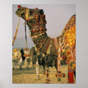 Asia, India, Pushkar. Camel Shamu , Pushkar Poster