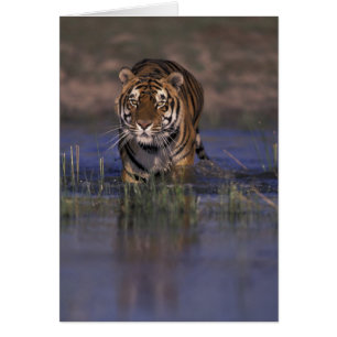 ASIA, India Tiger walking through the water
