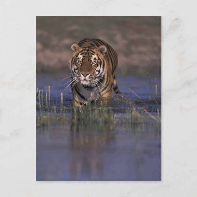 ASIA, India Tiger walking through the water Postcard (Front)