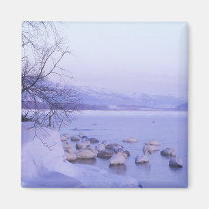 Asia, Japan, Hokkaido, Akan NP, Whopper Swans Magnet