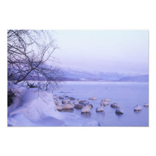 Asia, Japan, Hokkaido, Akan NP, Whopper Swans Photo Print