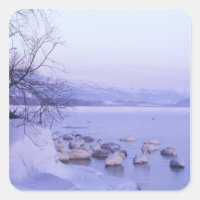 Asia, Japan, Hokkaido, Akan NP, Whopper Swans