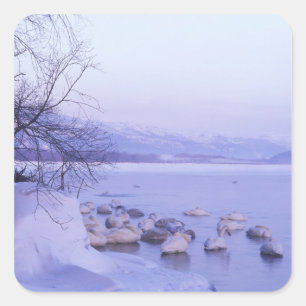 Asia, Japan, Hokkaido, Akan NP, Whopper Swans Square Sticker