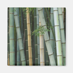 Asia, Japan, Kyoto, Arashiyama, Sagano, Bamboo Magnet