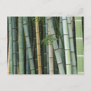 Asia, Japan, Kyoto, Arashiyama, Sagano, Bamboo Postcard