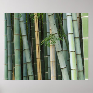 Asia, Japan, Kyoto, Arashiyama, Sagano, Bamboo Poster