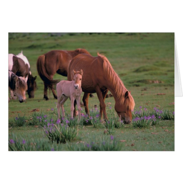 Asia, Mongolia, Gobi Desert. Wild Horses (Front Horizontal)