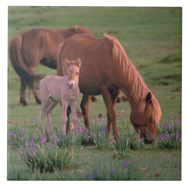 Asia, Mongolia, Gobi Desert. Wild Horses Tile (Front)