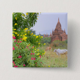 Asia, Myanmar (Burma), Bagan (Pagan). Cows 15 Cm Square Badge