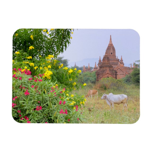Asia, Myanmar (Burma), Bagan (Pagan). Cows Magnet (Horizontal)