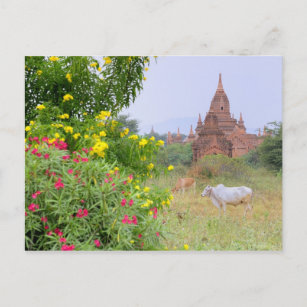 Asia, Myanmar (Burma), Bagan (Pagan). Cows Postcard