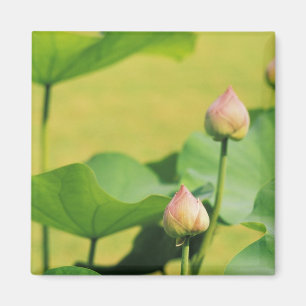 Asia, Thailand, Bangkok. Grand Palace, lotus Magnet