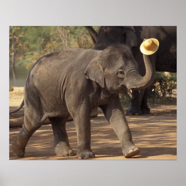 Asia, Thailand, Lampang Bowing with hat - Thai Poster (Front)