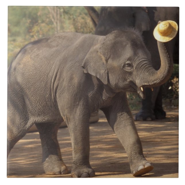 Asia, Thailand, Lampang Bowing with hat - Thai Tile (Front)