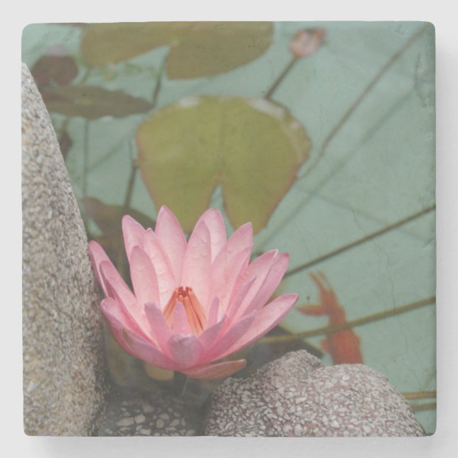 Asia, Vietnam. Water lily in a temple pond Stone Coaster (Front)