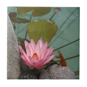 Asia, Vietnam. Water lily in a temple pond Tile