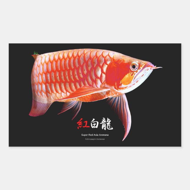 Asian Arowana Best Of Breed Rectangular Sticker (Front)