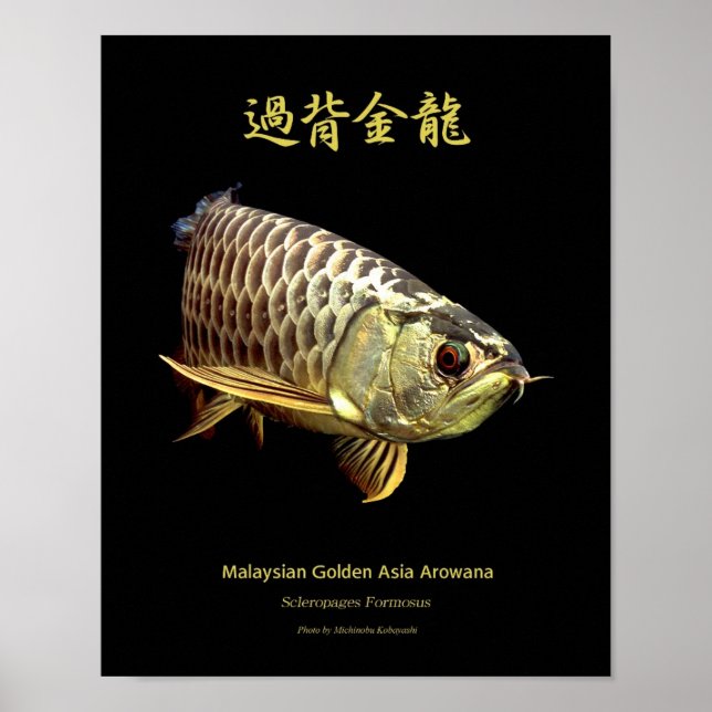 Asian Arowana “Golden Type”のポスター Poster (Front)