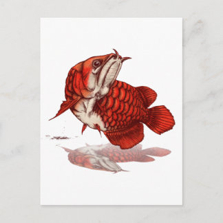 Asian arowana postcard