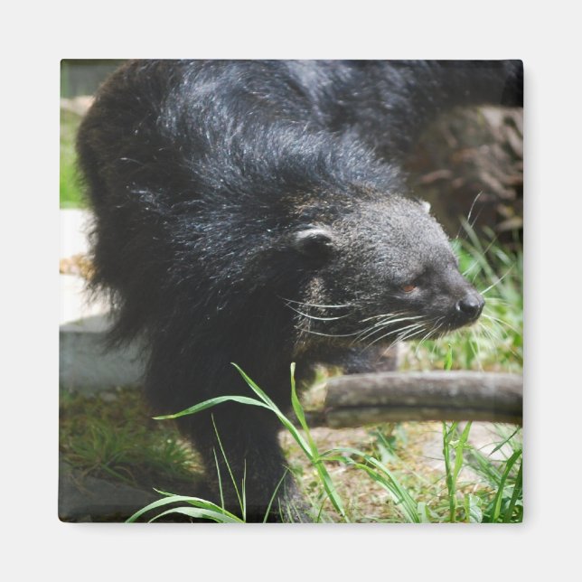 Asian Bearcat Magnet (Front)