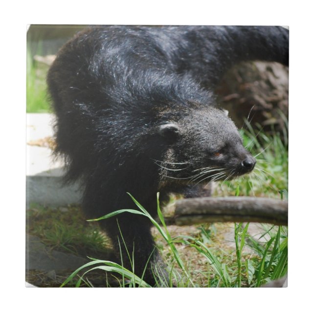 Asian Bearcat Tile (Front)