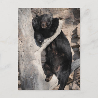 Asian Black Bear Postcard