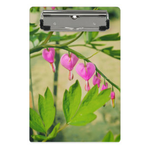 Asian Bleeding Heart Lamprocapnos Flower Mini Clipboard