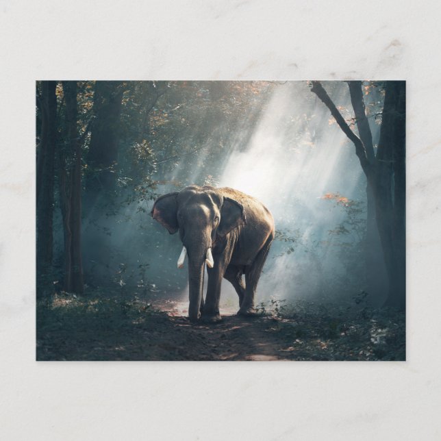 Asian Elephant in a Sunlit Forest Clearing Postcard (Front)