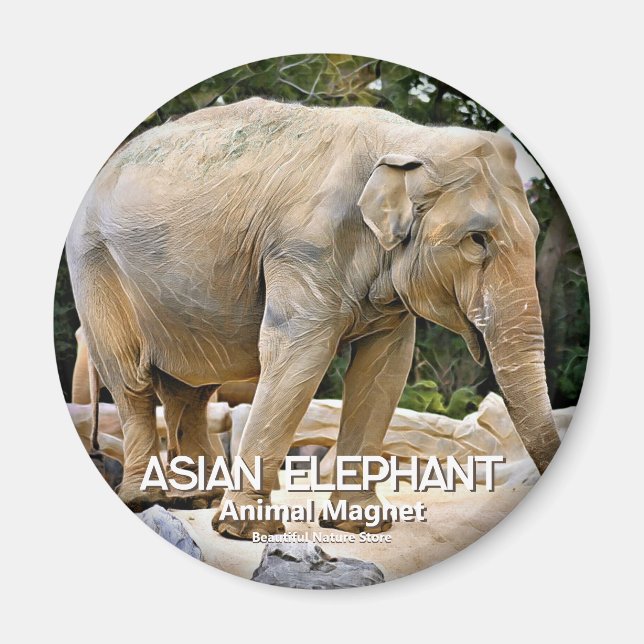 Asian Elephant Magnet (Front)