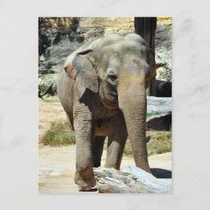 Asian Elephant Photograph Postcard