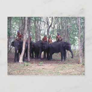 Asian Elephant Postcard