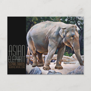 Asian Elephant [Postcard] Postcard