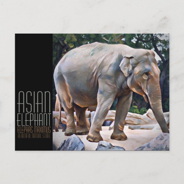 Asian Elephant [Postcard] Postcard (Front)