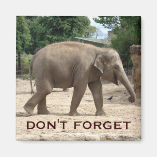 Asian Elephant Save The Date Magnet