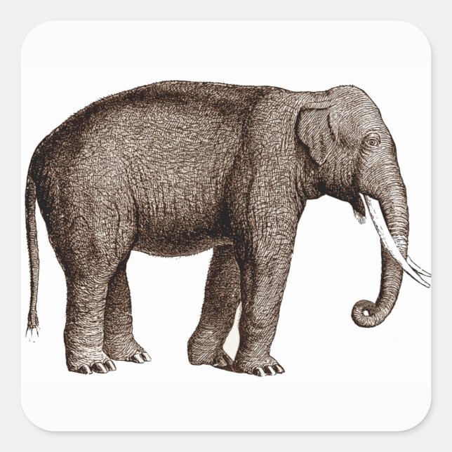 Asian Elephant Stickers (Front)
