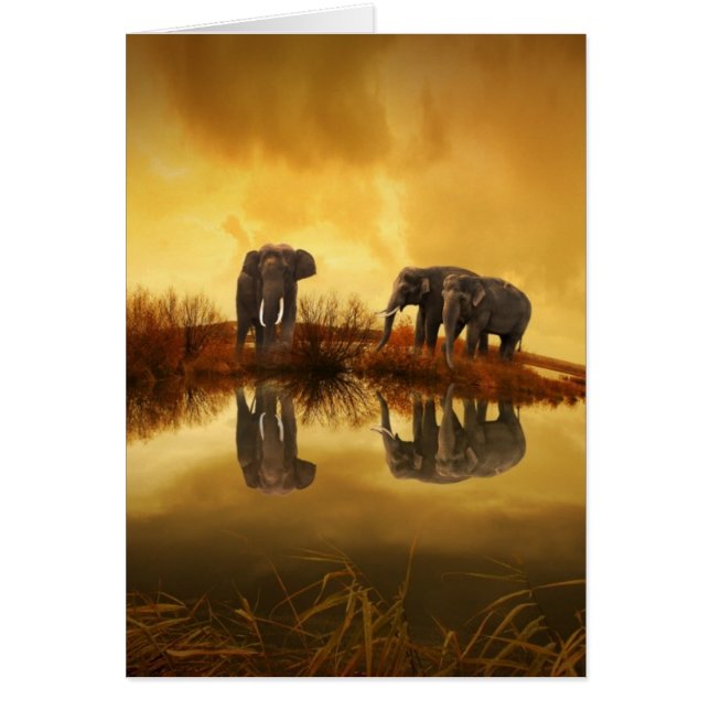 Asian Elephants in Thailand under a glowing sunset (Front)
