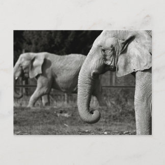 Asian Elephants Postcard