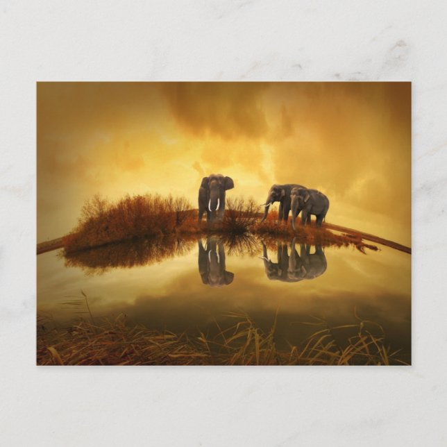 Asian Elephants Postcard (Front)