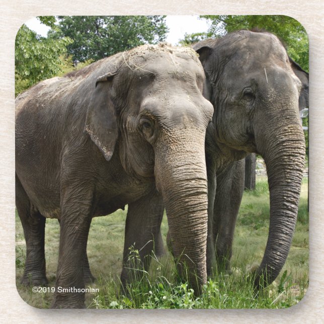 Asian Elephants Side by Side Coaster (Front)