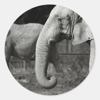 Asian Elephants Stickers