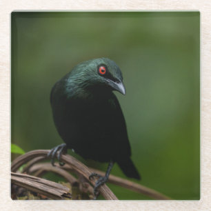 Asian Glossy Starling with Striking Red Eye Glass Coaster