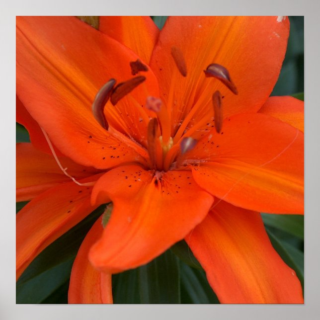 Asian Lily Poster (Front)