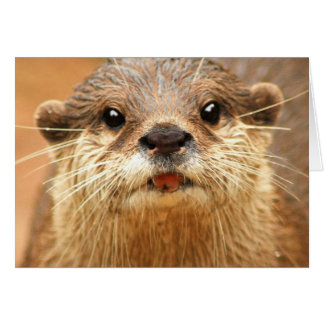 Asian Small Clawed Otter