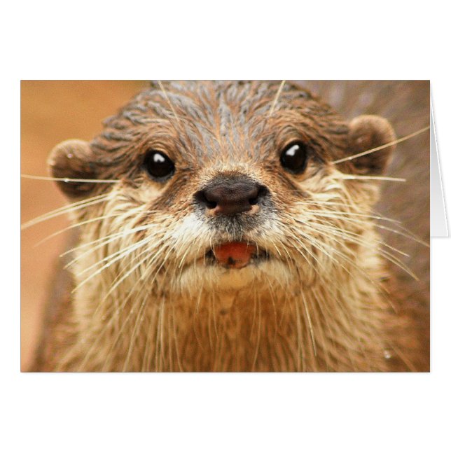 Asian Small Clawed Otter (Front Horizontal)