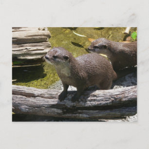 Asian Small-clawed Otters Postcard