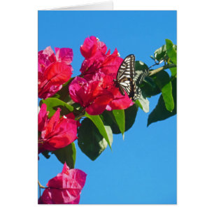 Asian Swallowtail Butterfly