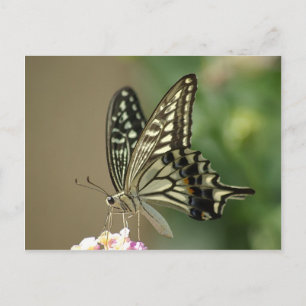Asian Swallowtail Postcard