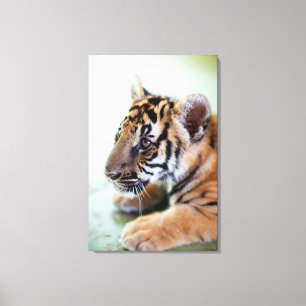 Asian Tiger Canvas Print