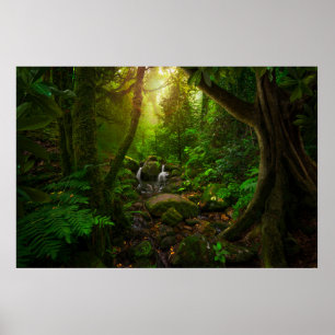 Asian tropical rainforestjungle,ground,amazon,asia poster